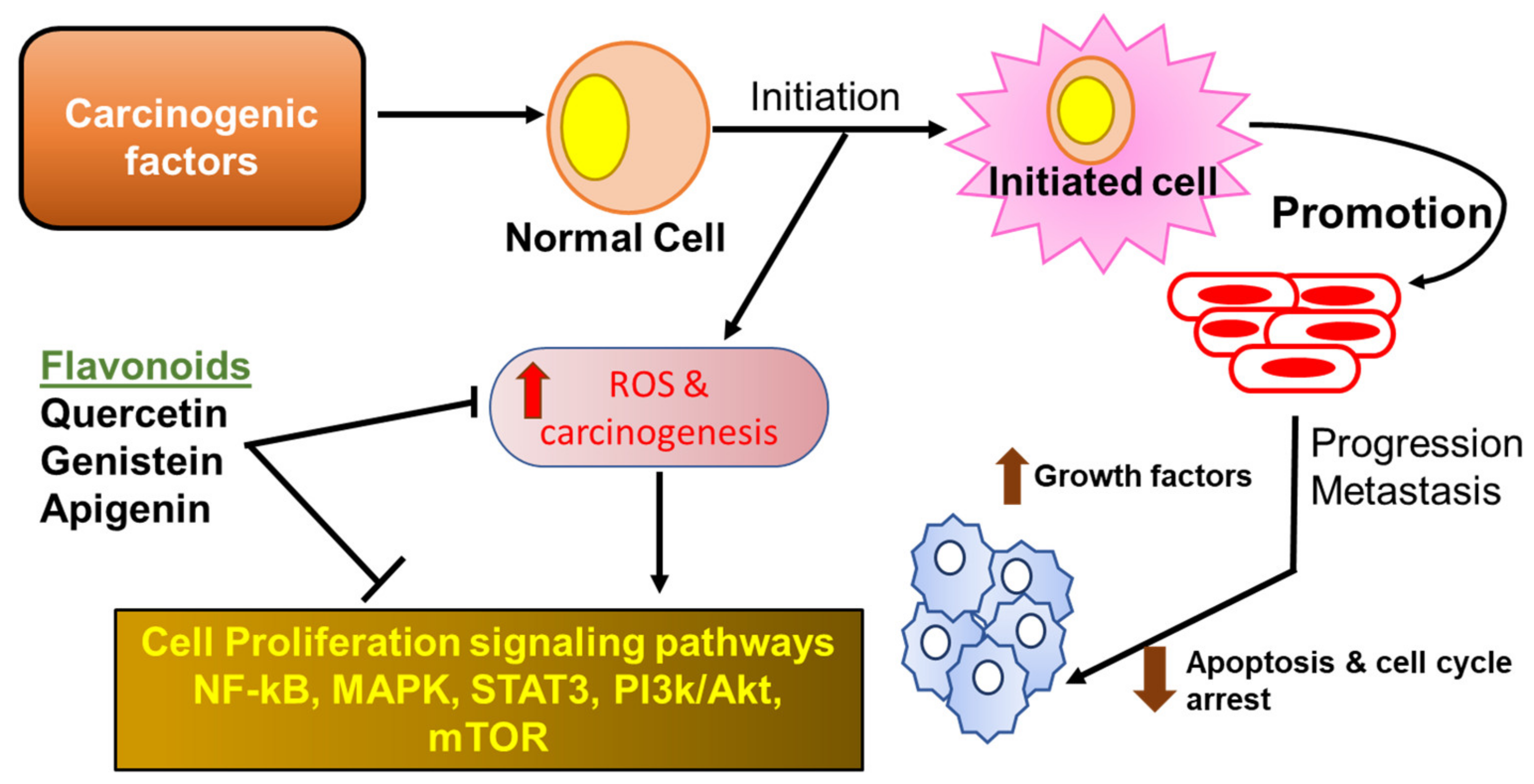 Antioxidants Free FullText Potential Role of Flavonoids in