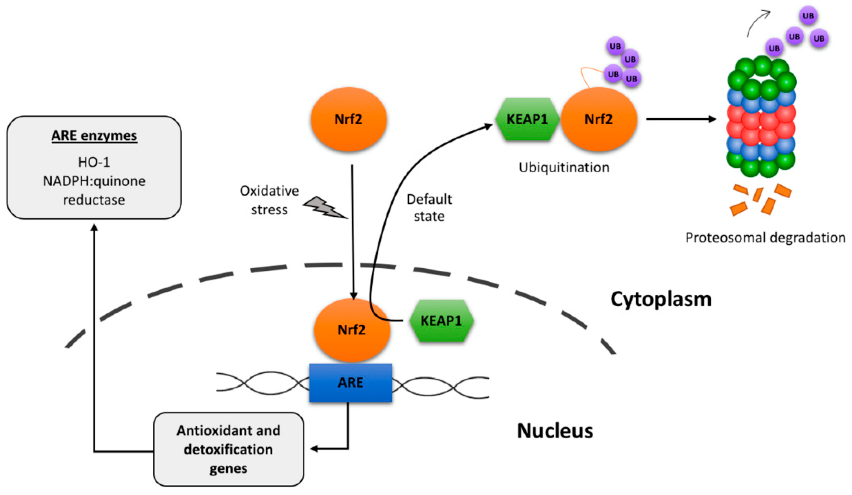 Antioxidants | Free Full-Text | Antioxidant Defense Mechanisms in