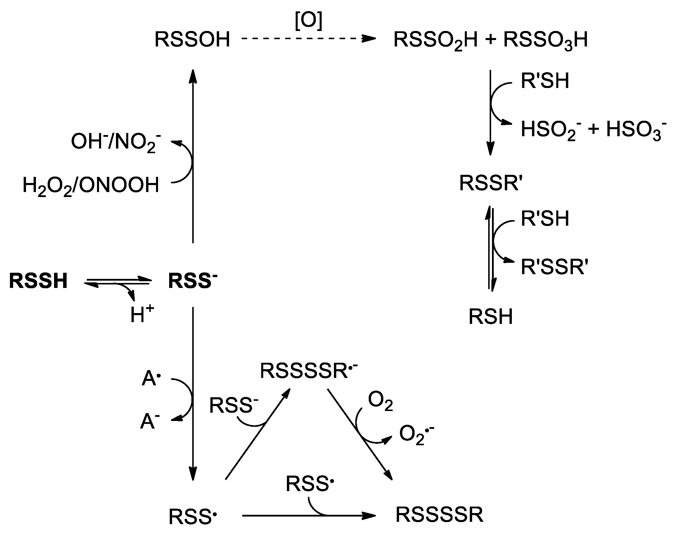 Antioxidants 08 00048 sch002