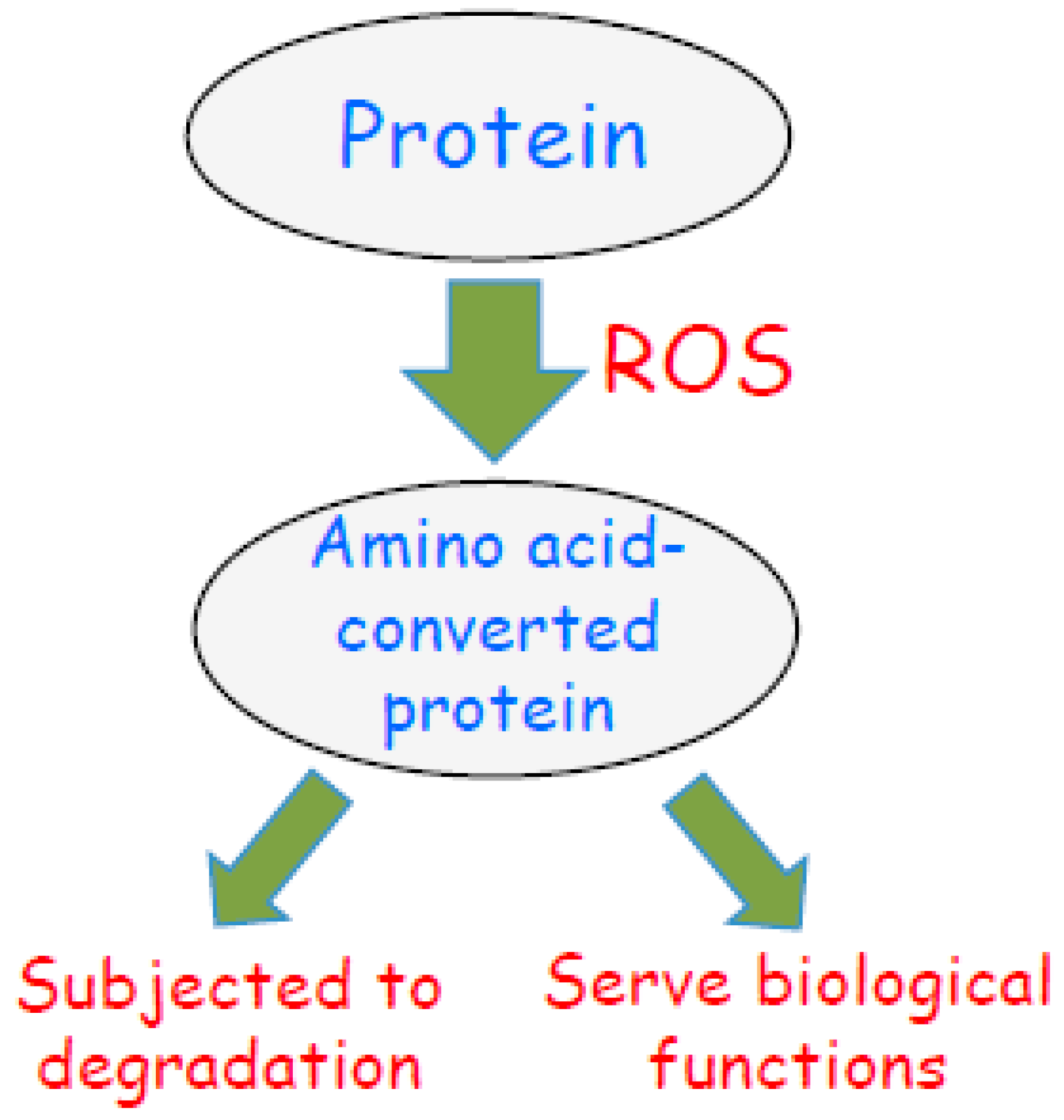 Antioxidants Free FullText OxidantMediated Protein Amino Acid