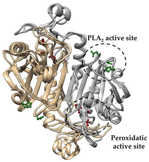 Antioxidants Special Issue Peroxiredoxin 6 as a Unique Member of the Peroxiredoxin Family