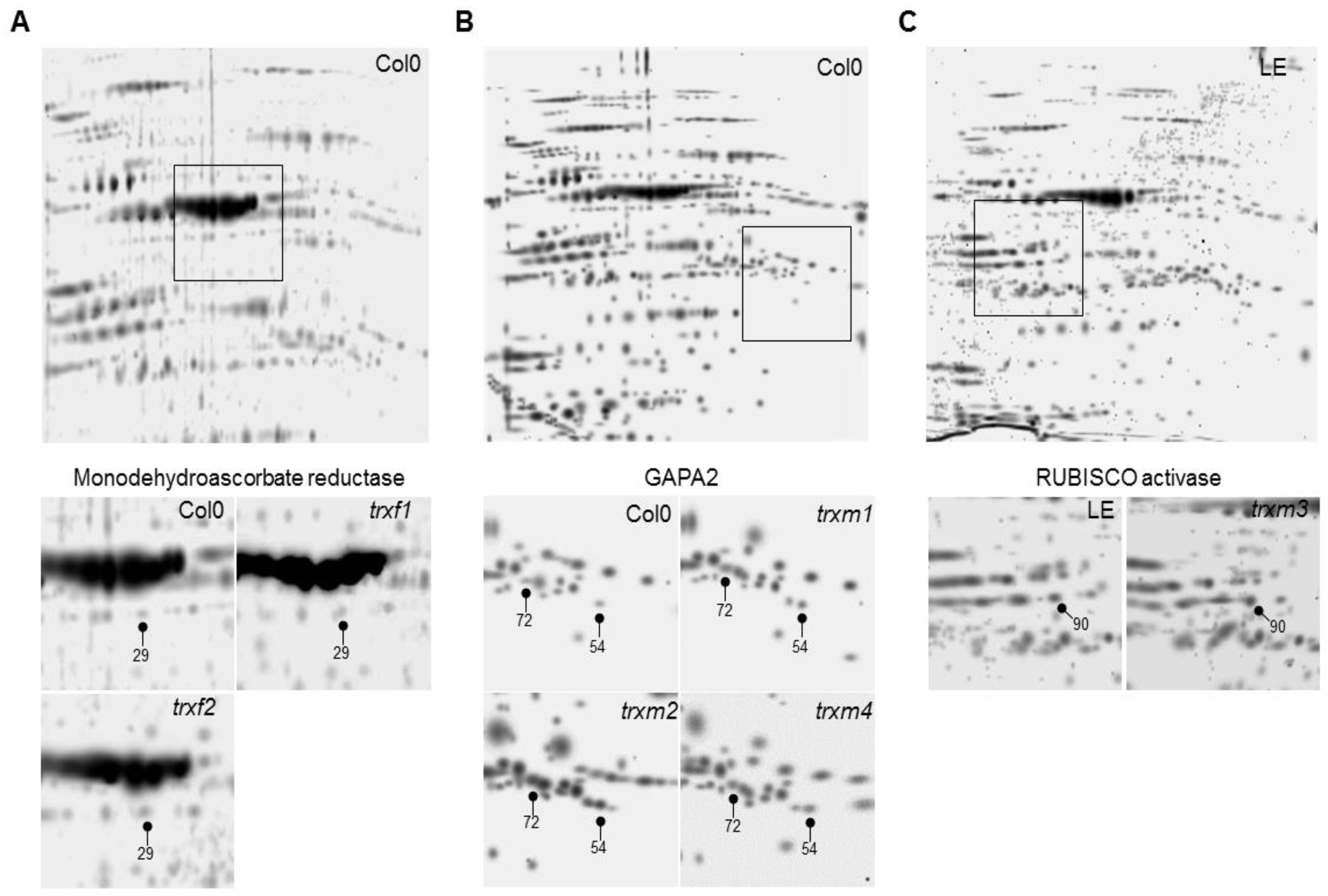 Antioxidants 08 00054 g002 Antioxidants 08 00054 g002
