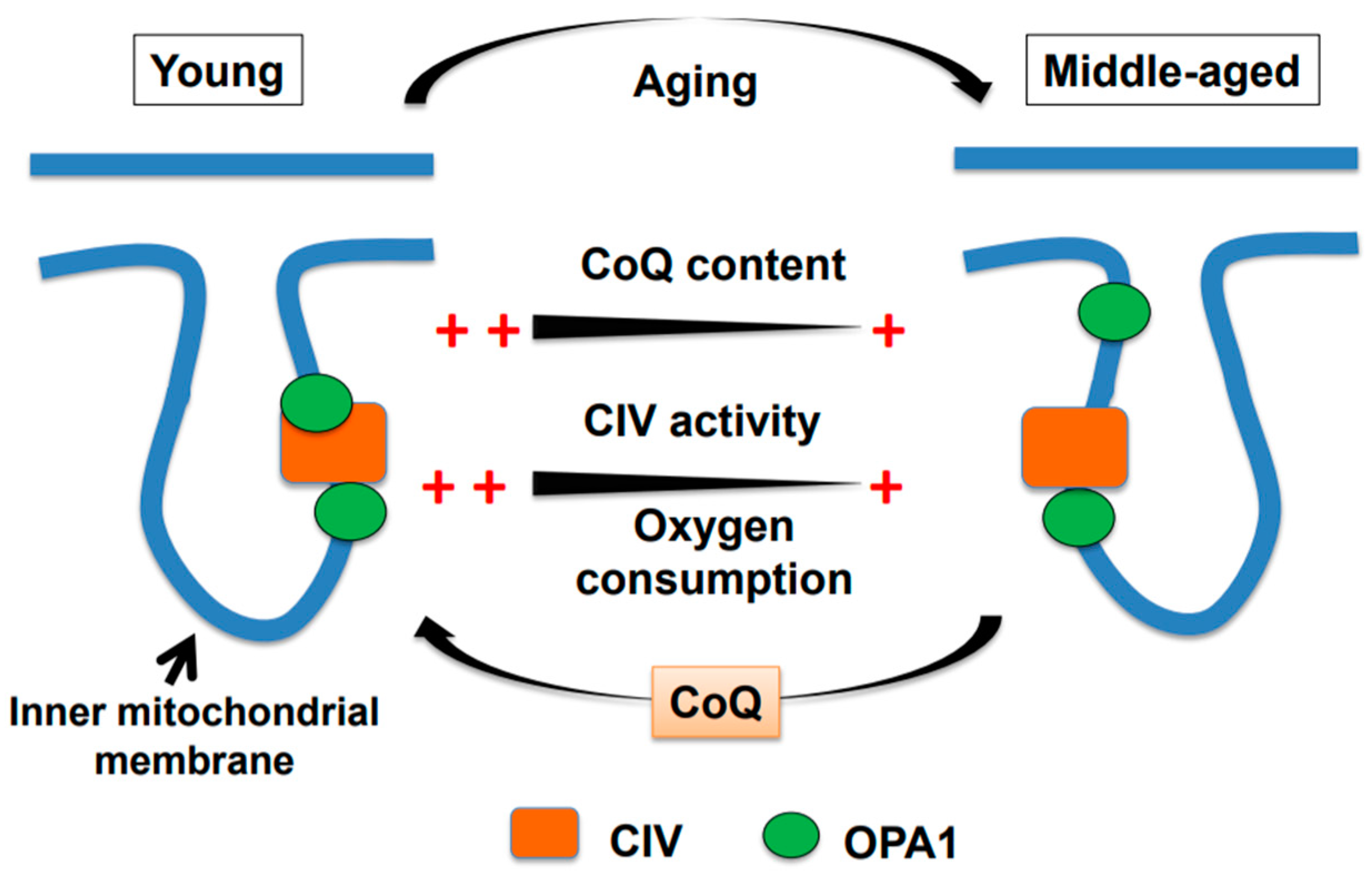 Coenzyme Q and cognitive function