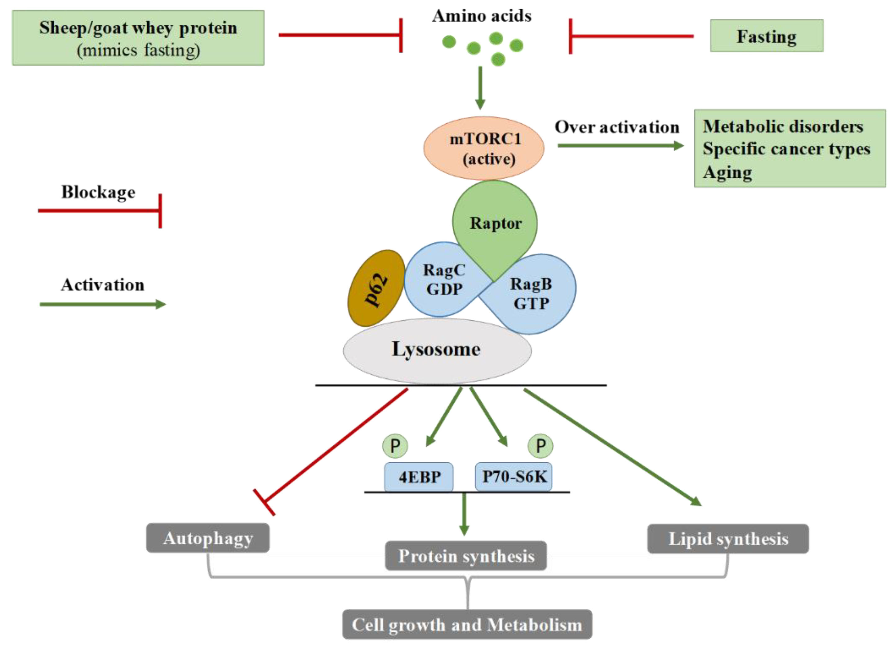 Antioxidants 08 00071 g005 Antioxidants 08 00071 g005