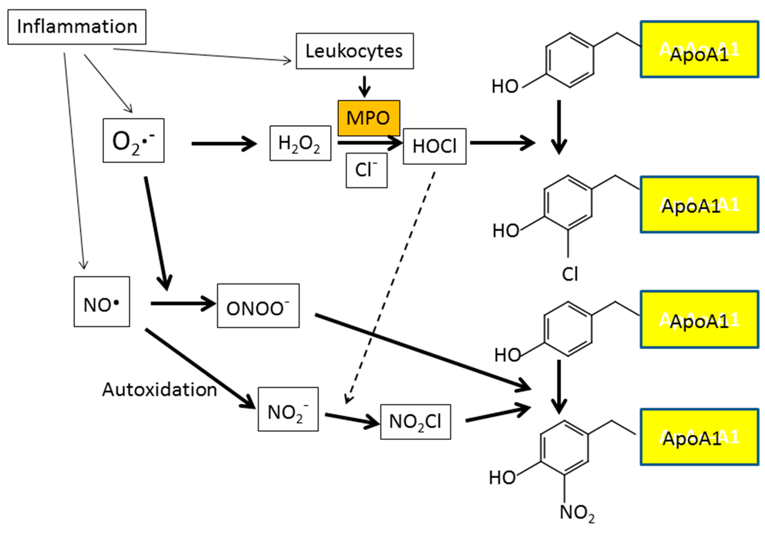 Antioxidants 08 00072 g008 Antioxidants 08 00072 g008