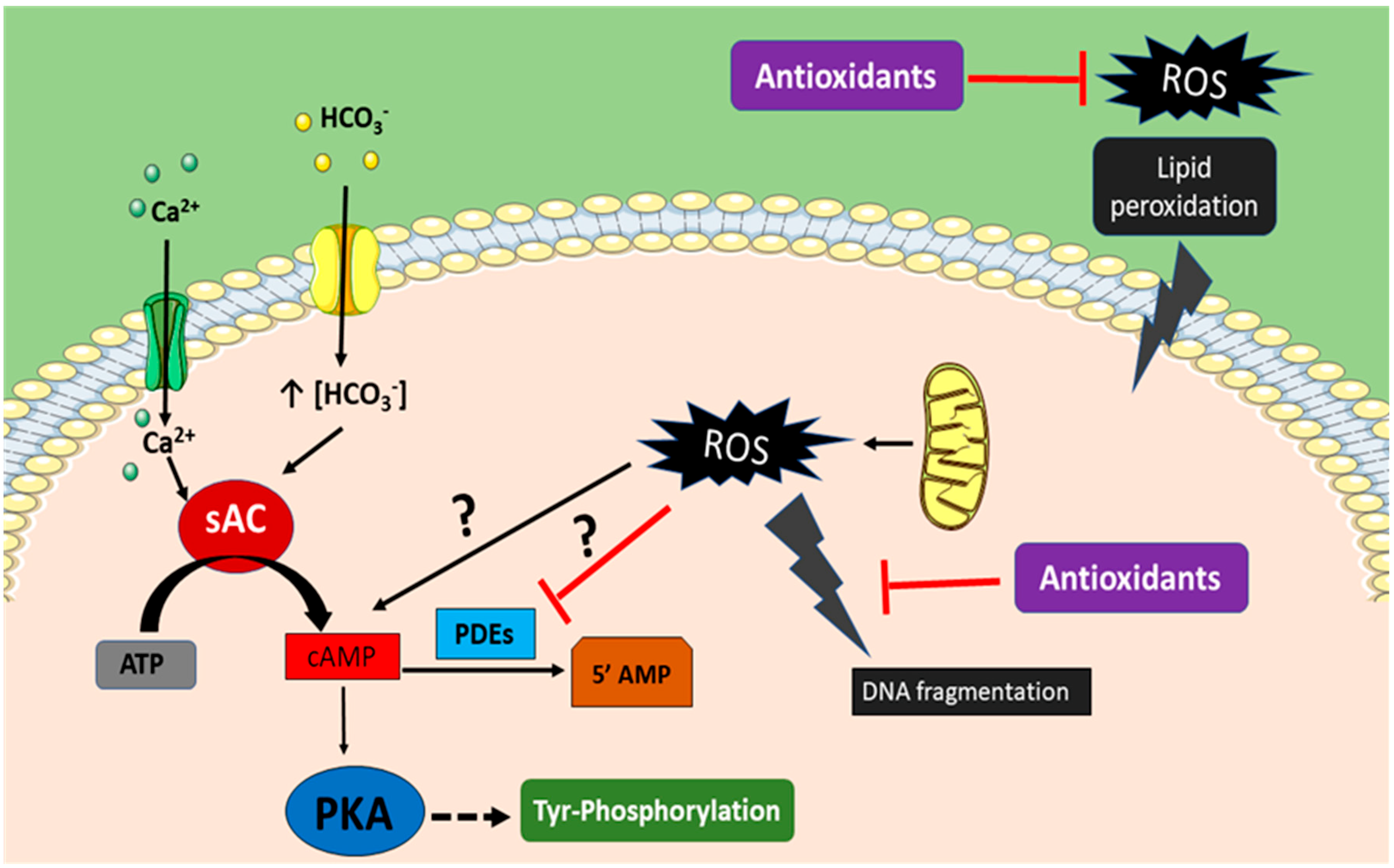 Antioxidants Free FullText Antioxidants and Male Fertility From