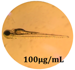 Antioxidants 08 00108 i002