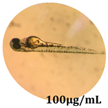 Antioxidants 08 00108 i003