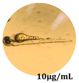 Antioxidants 08 00108 i004