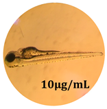 Antioxidants 08 00108 i005