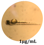 Antioxidants 08 00108 i007