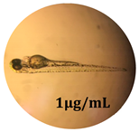 Antioxidants 08 00108 i008