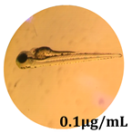 Antioxidants 08 00108 i010