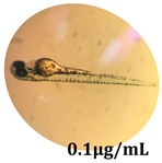 Antioxidants 08 00108 i011