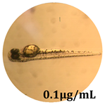 Antioxidants 08 00108 i012