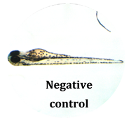 Antioxidants 08 00108 i013