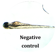 Antioxidants 08 00108 i014