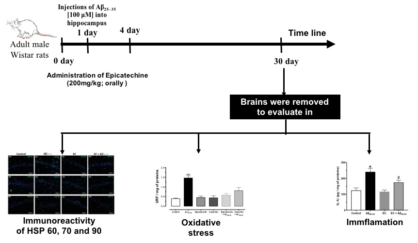 Headers Linked To Memory Deficit In >> Antioxidants Free Full Text Epicatechin Reduces Spatial Memory Headers Linked To Memory Deficit In >> Antioxidants Free Full Text Epicatechin Reduces Spatial Memory