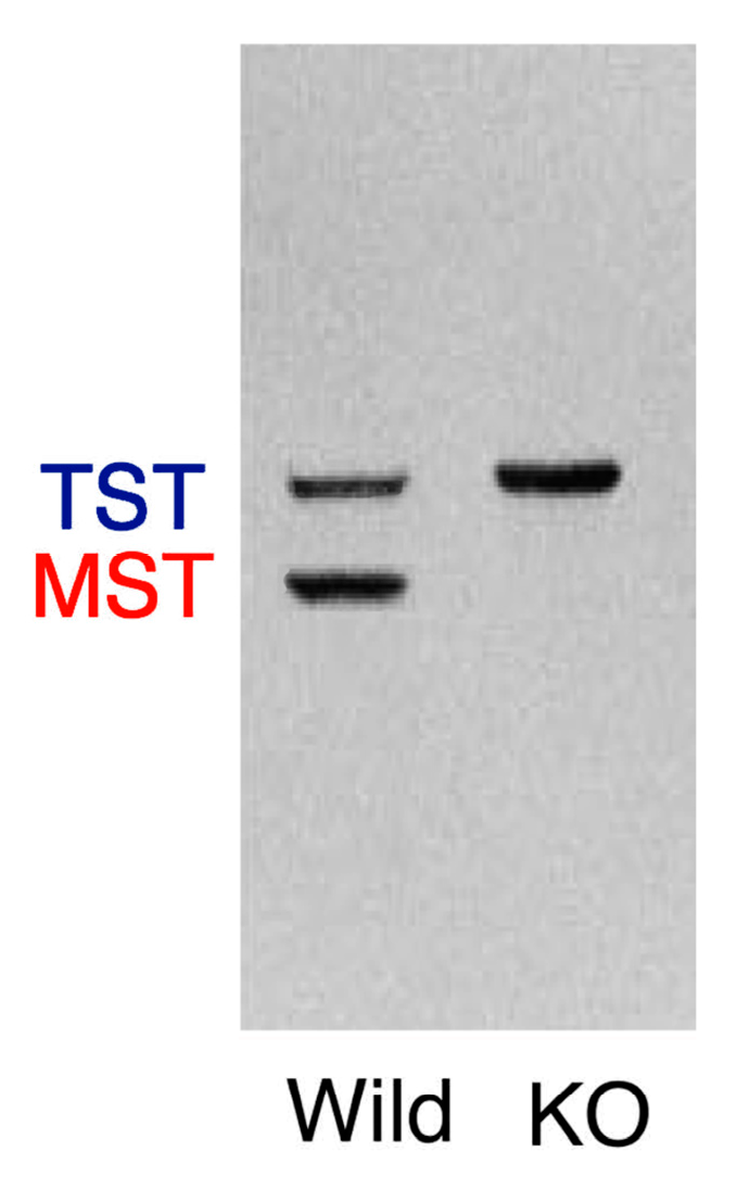 Antioxidants 08 00116 g004