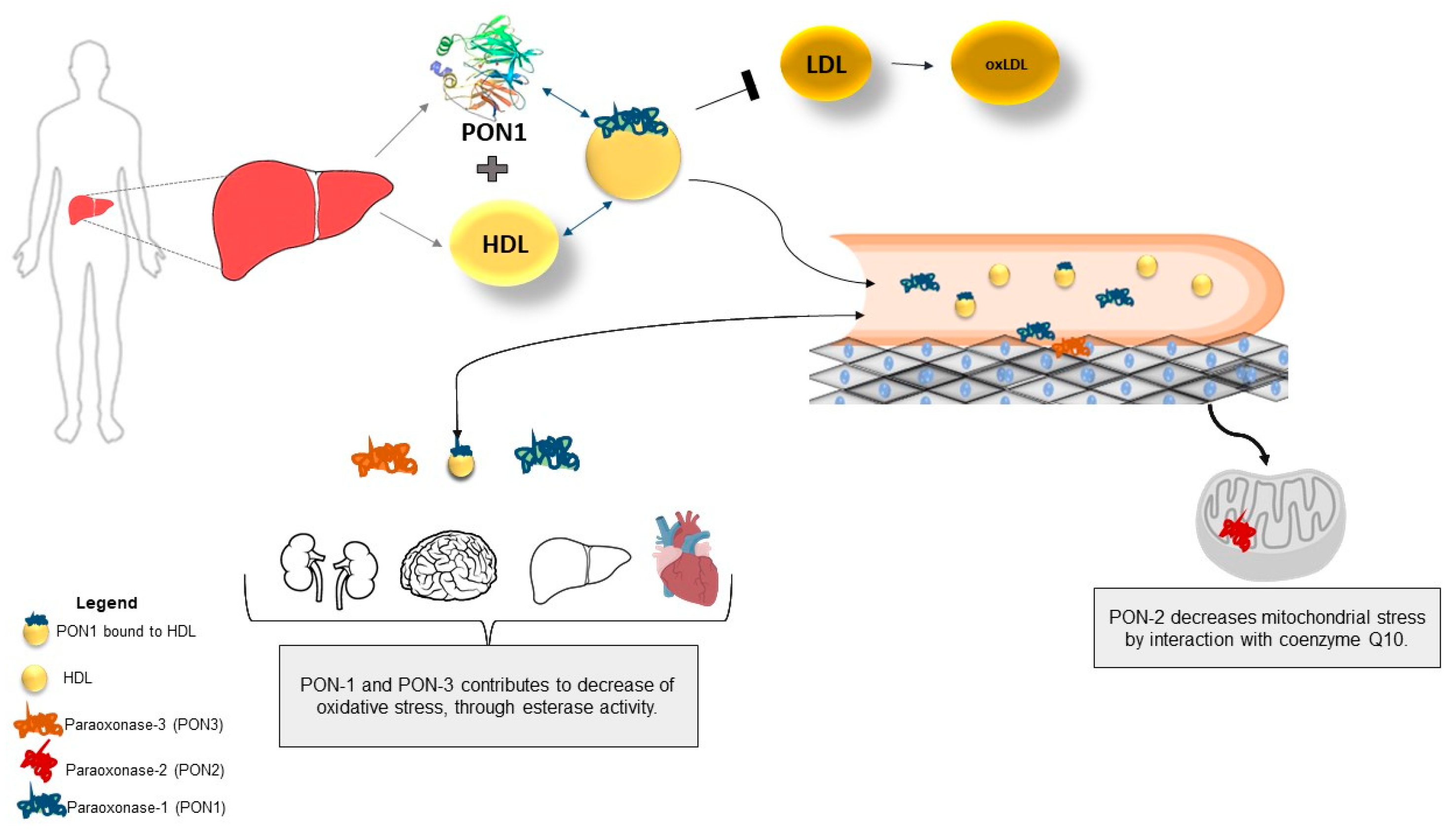 Antioxidants 08 00118 g002