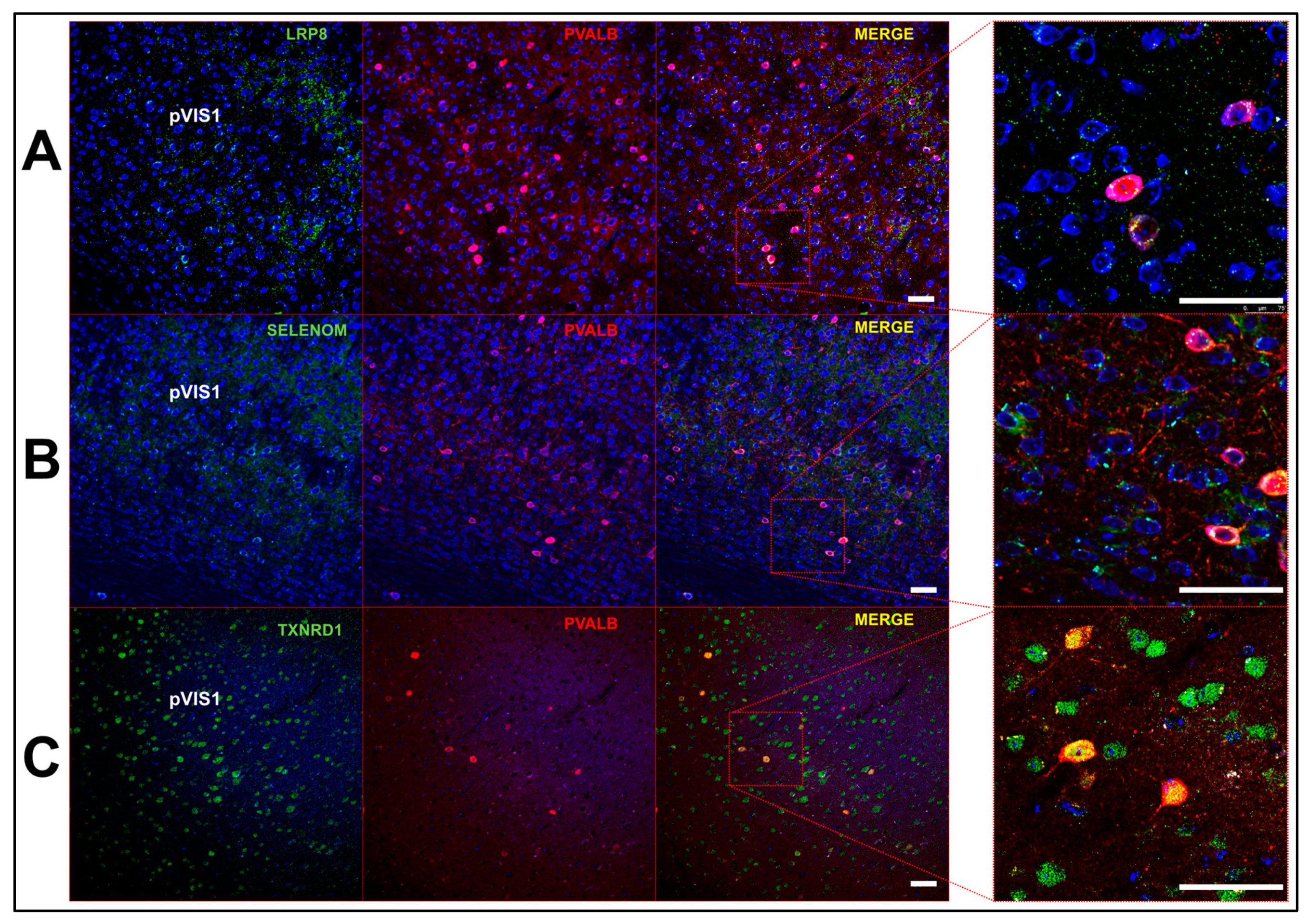 Antioxidants 08 00120 g007
