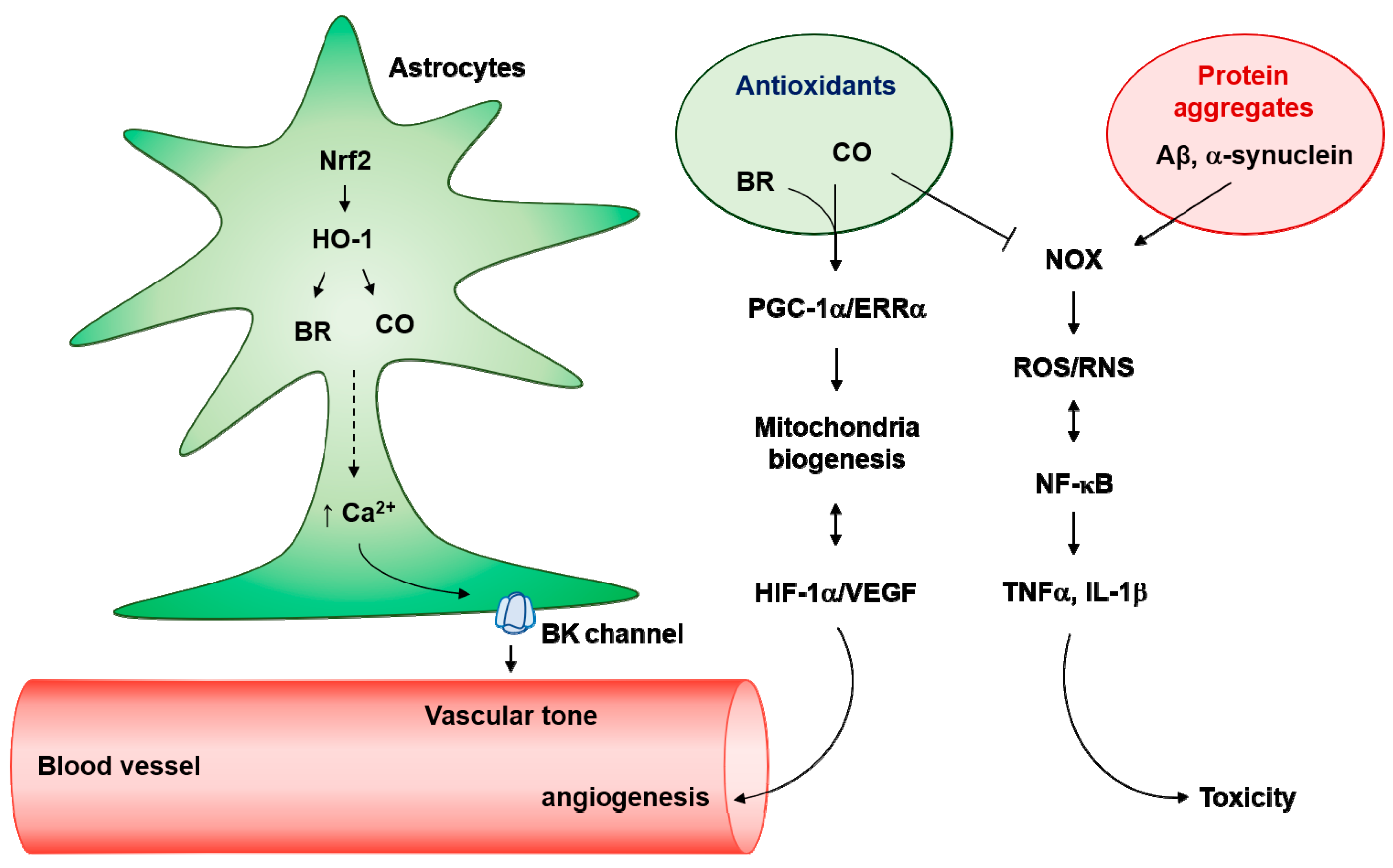 Antioxidants 08 00121 g003 550