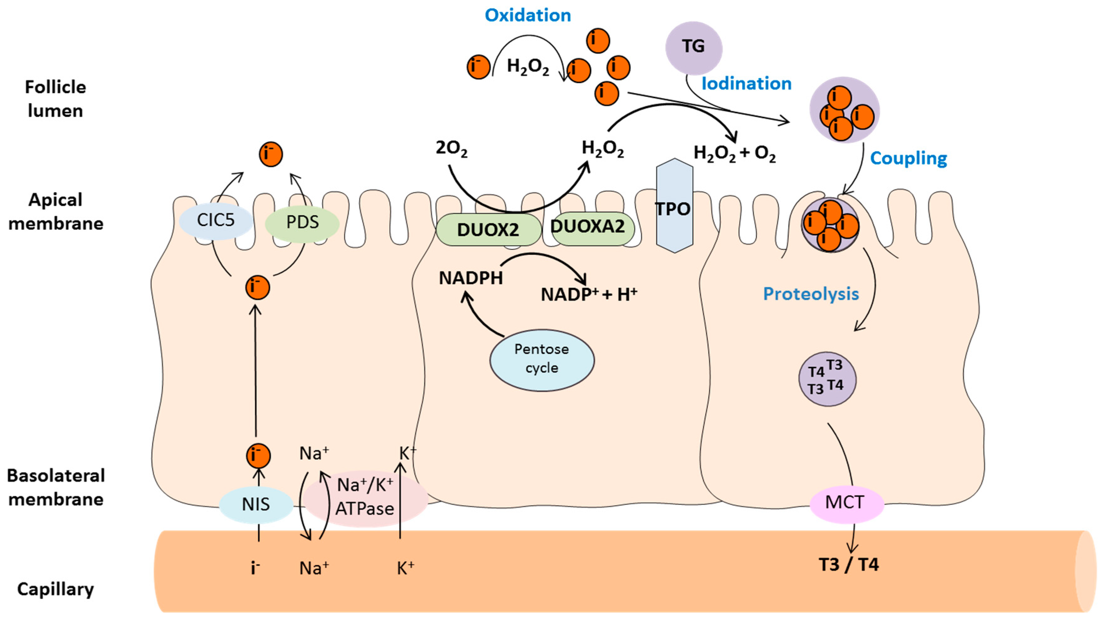 Antioxidants Free FullText H2O2 Metabolism in Normal Thyroid Cells