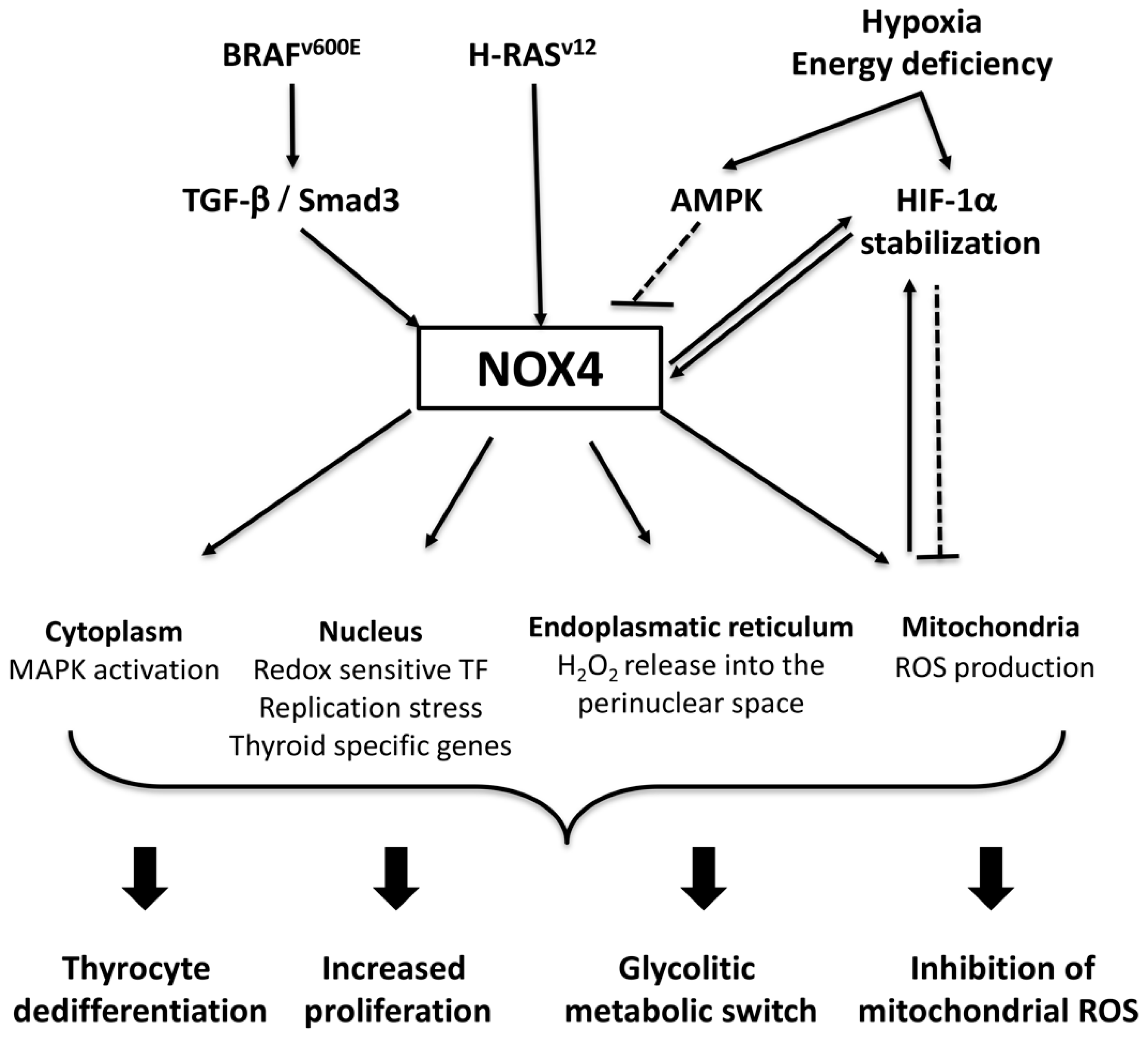 Antioxidants Free FullText H2O2 Metabolism in Normal Thyroid Cells