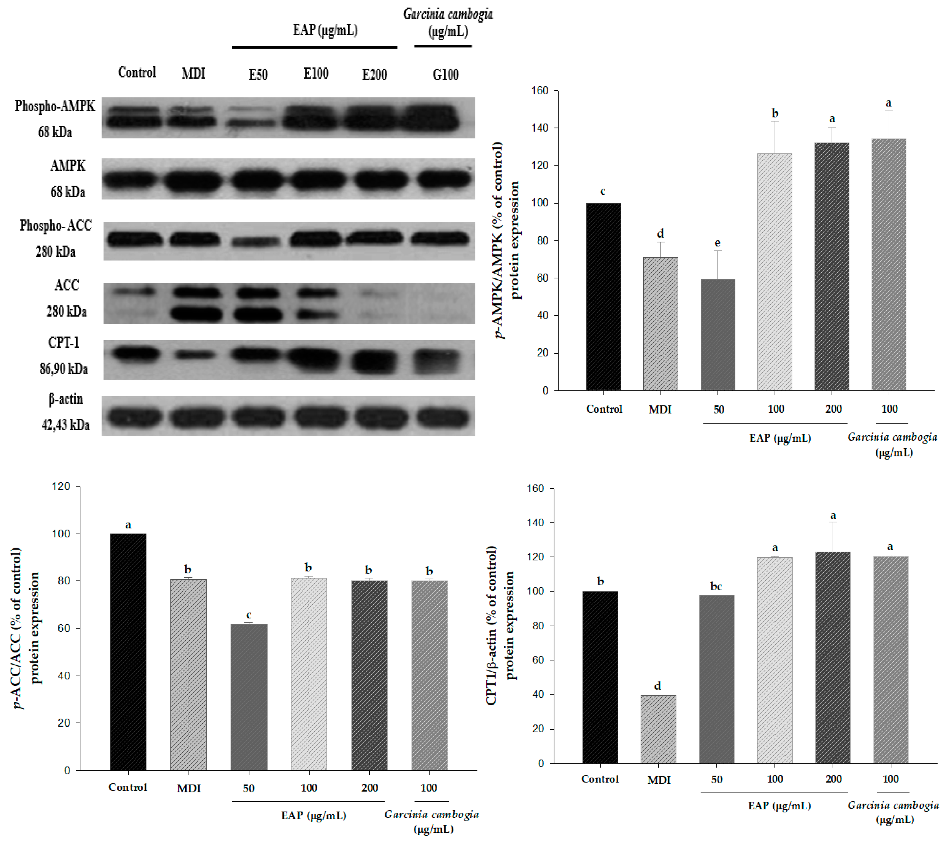 Antioxidants 08 00139 g007 Antioxidants 08 00139 g007