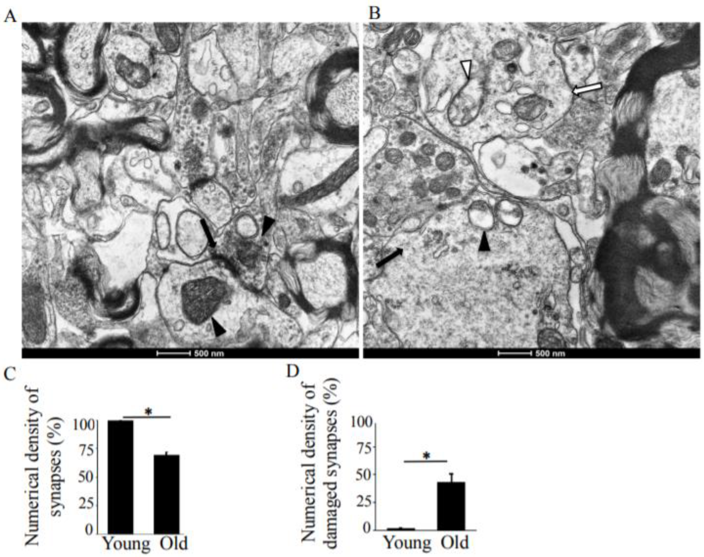 Antioxidants 08 00171 g001 Antioxidants 08 00171 g001