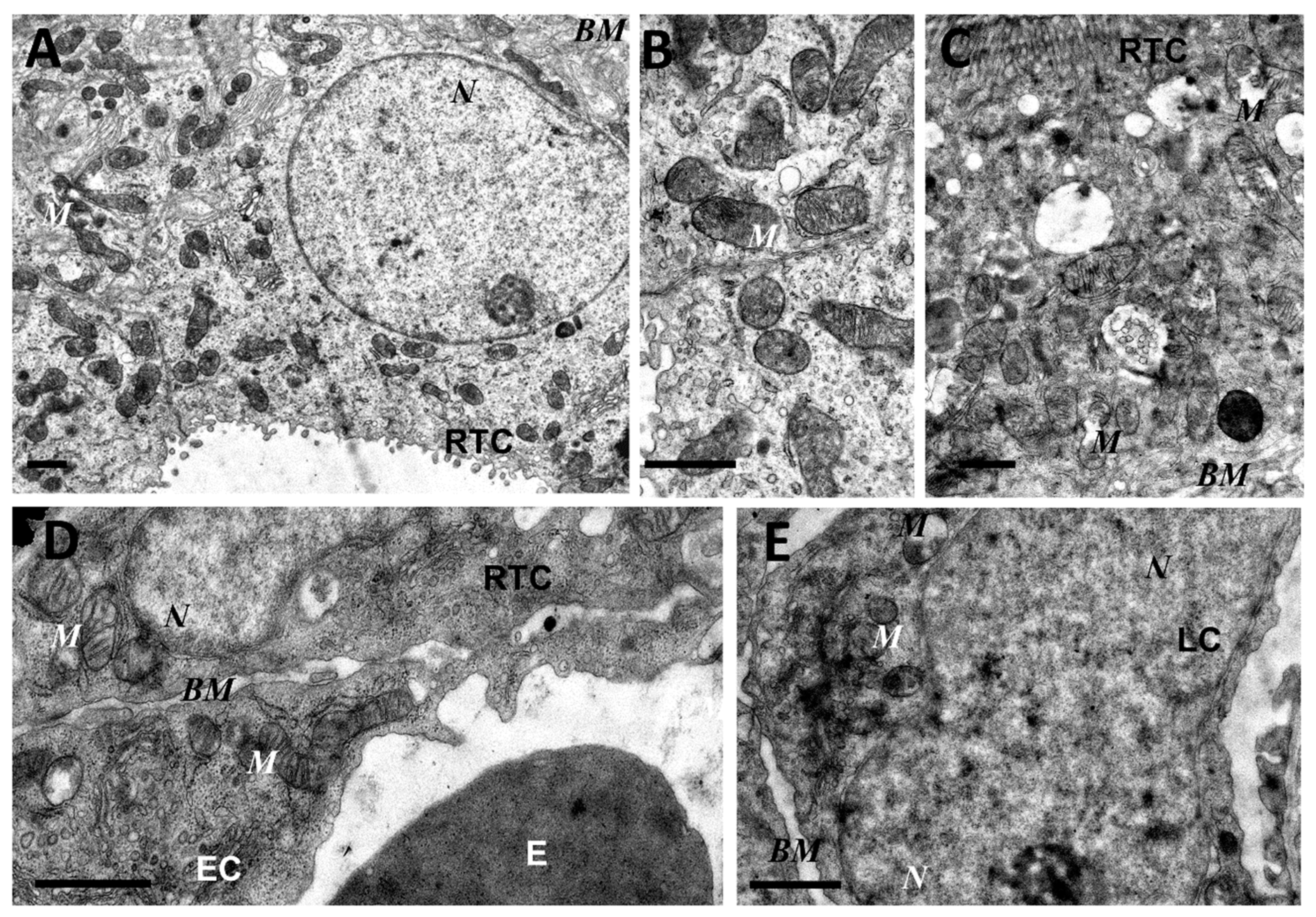 Antioxidants 08 00176 g003 Antioxidants 08 00176 g003