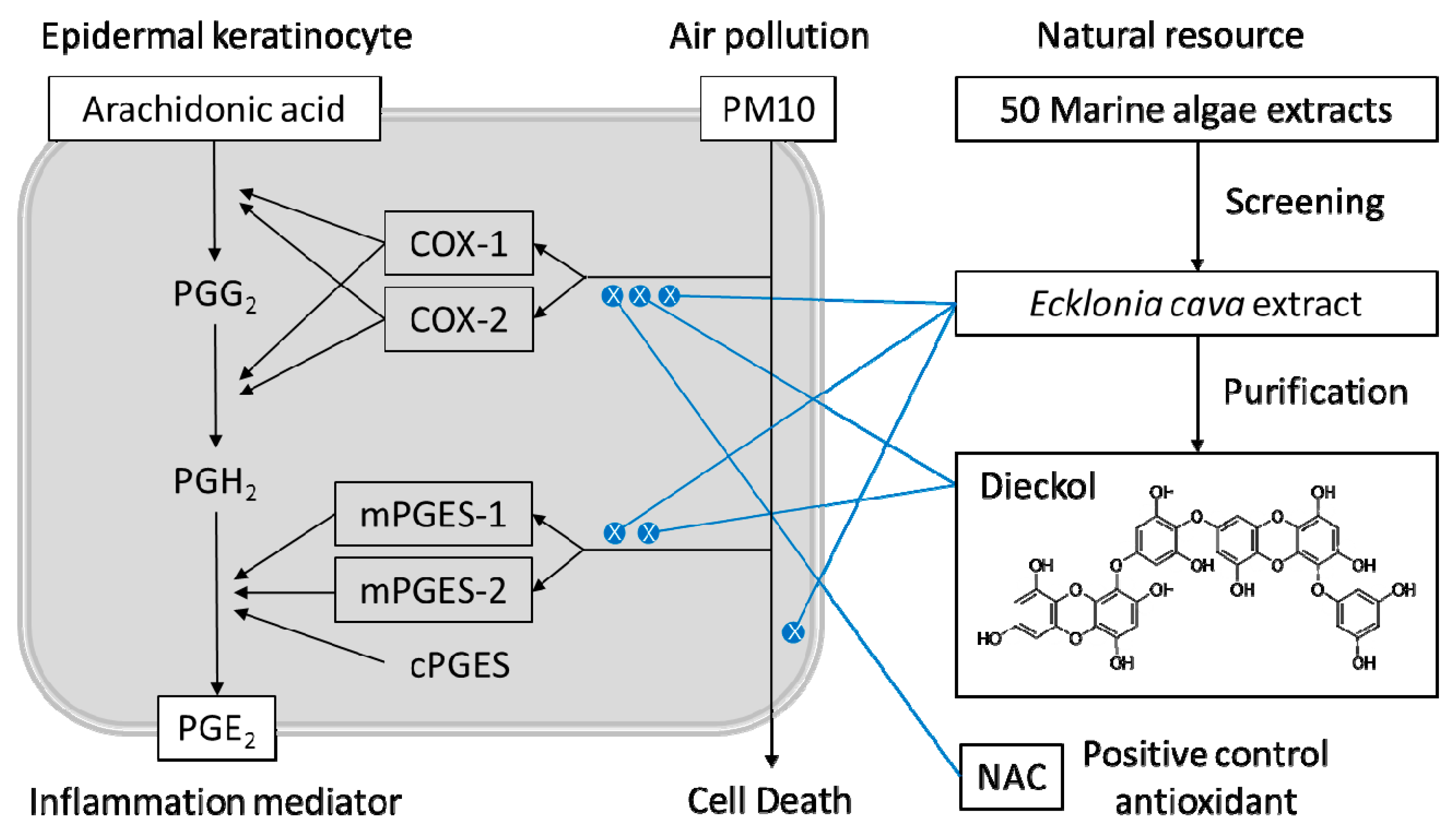 Antioxidants 08 00190 g010 Antioxidants 08 00190 g010