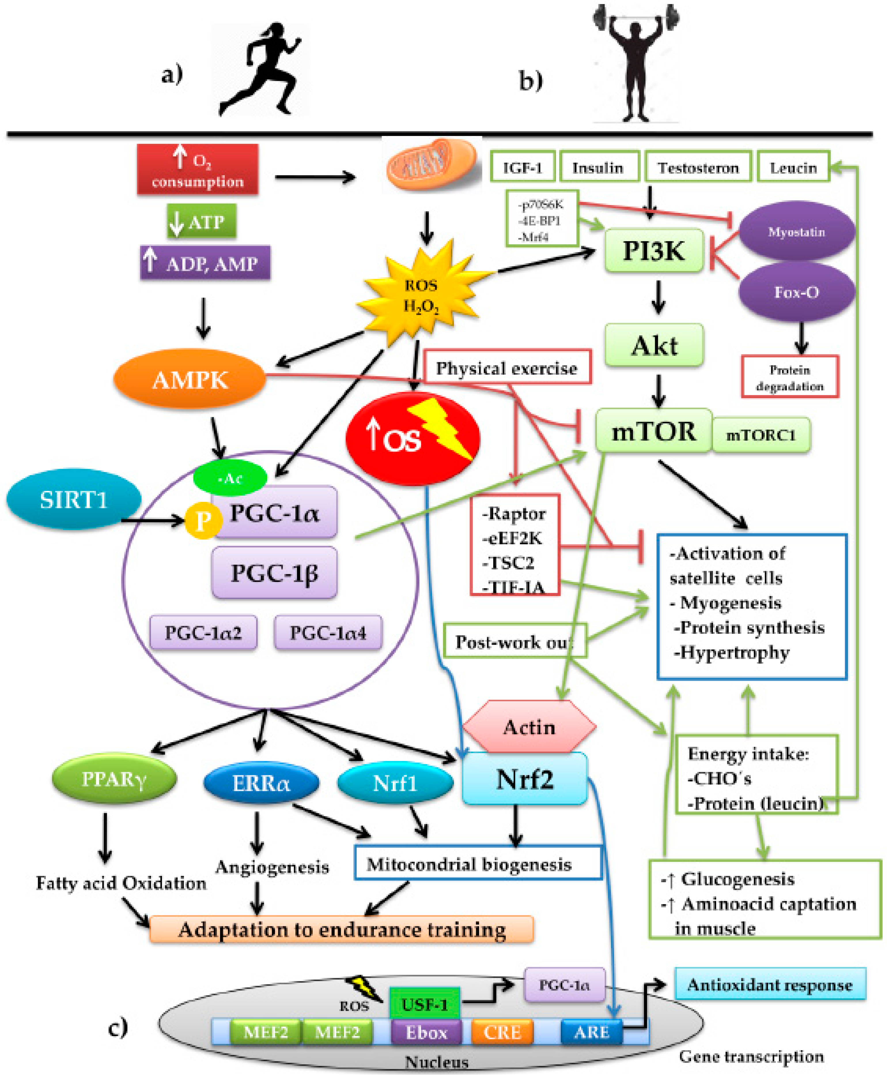 Antioxidants Free Full Text Antioxidant And Adaptative Response Mediated By Nrf2 During Physical Exercise Html - multiple rbx games download mega