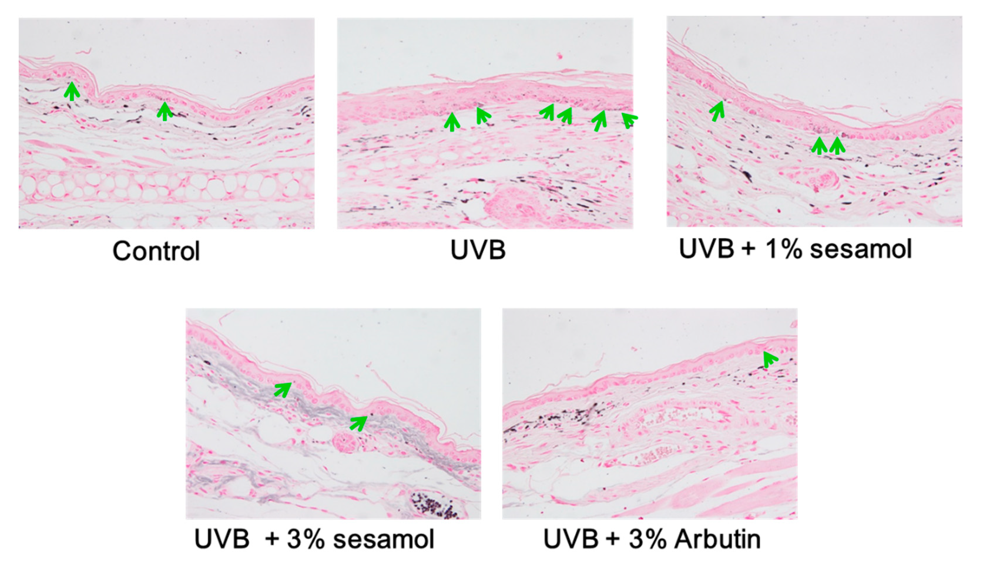 Antioxidants 08 00207 g006a Antioxidants 08 00207 g006a
