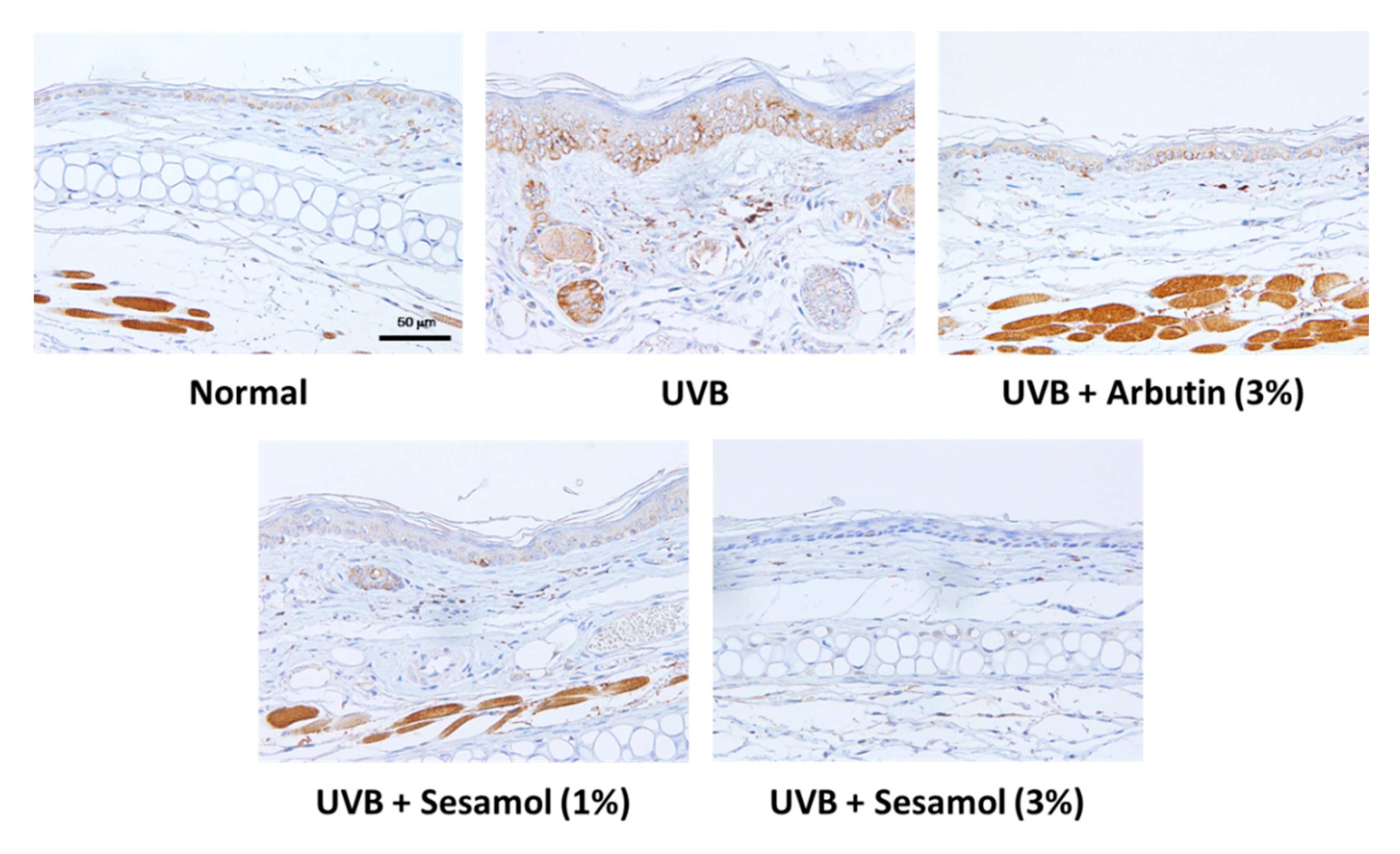 Antioxidants 08 00207 g009a Antioxidants 08 00207 g009a