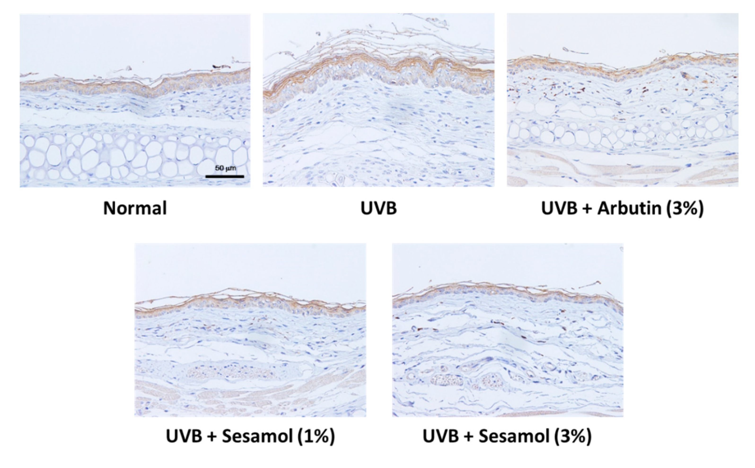 Antioxidants 08 00207 g010a Antioxidants 08 00207 g010a