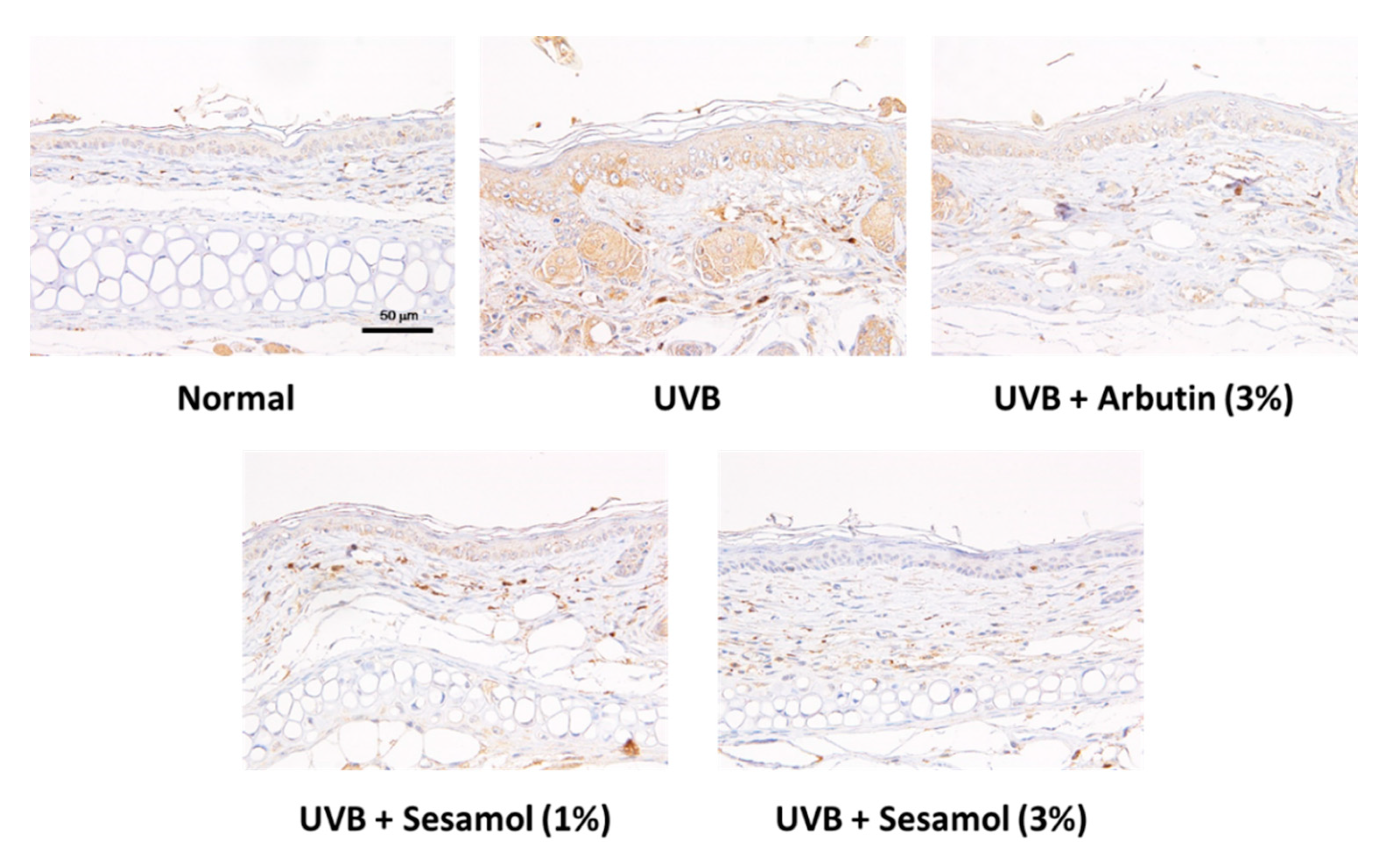 Antioxidants 08 00207 g012a Antioxidants 08 00207 g012a