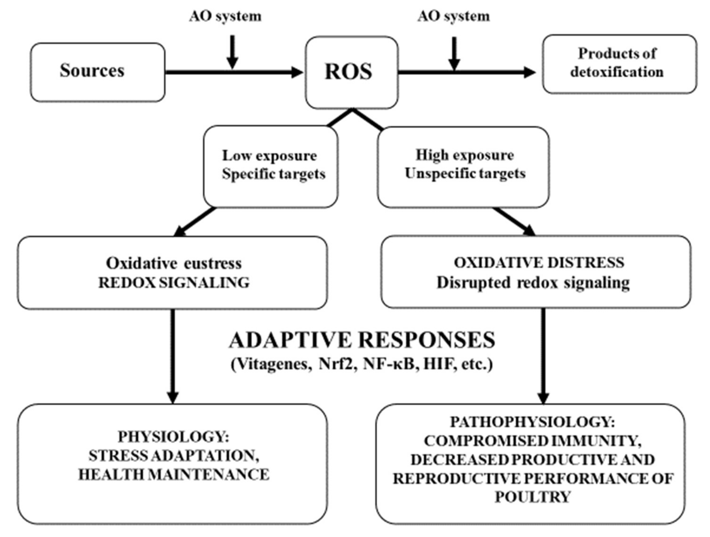 Antioxidants Free FullText Antioxidant Defence Systems and
