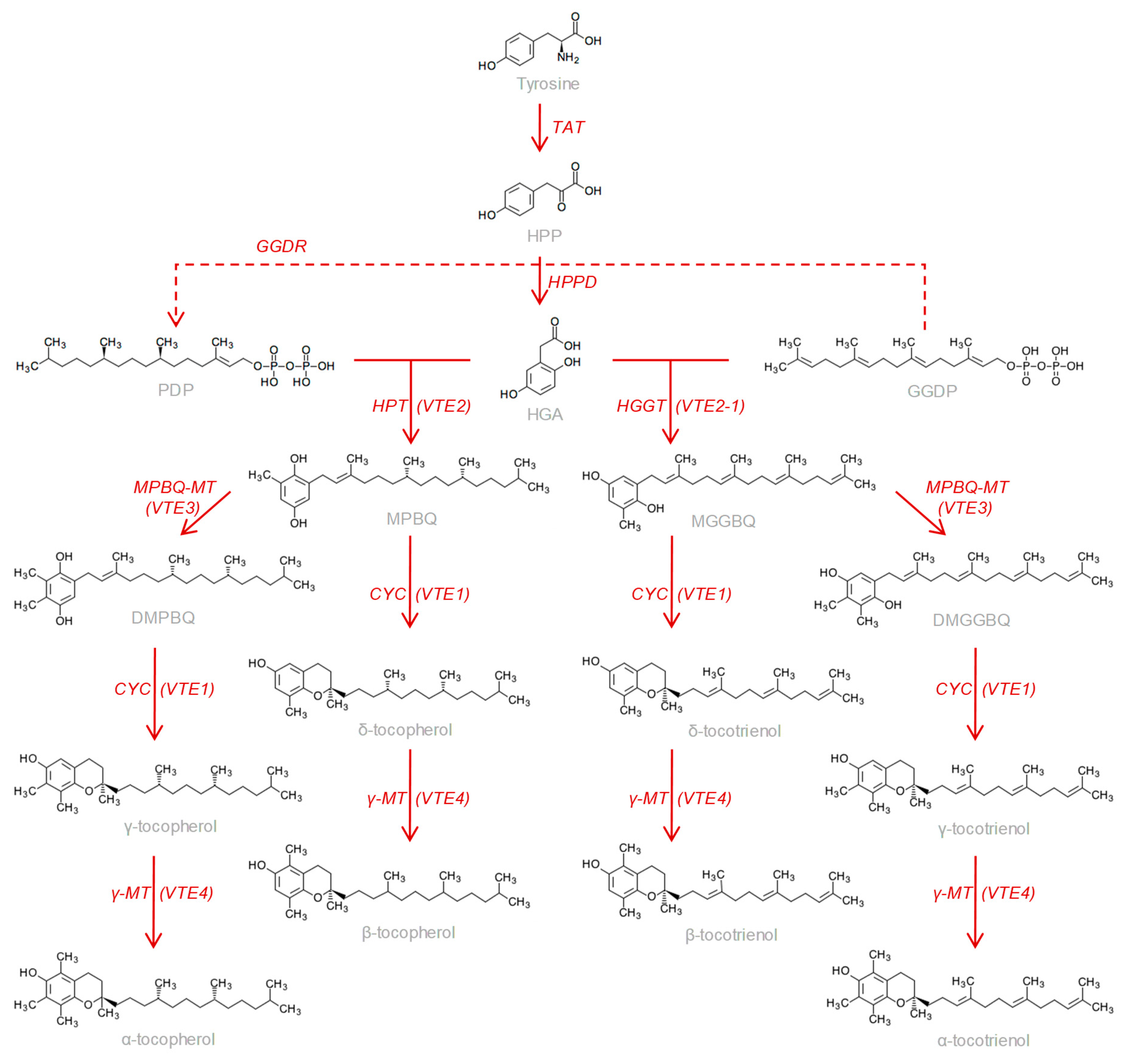 Antioxidants 08 00242 g001 Antioxidants 08 00242 g001