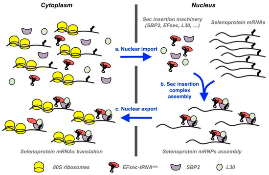 Antioxidants Free Full Text Role Of Selenium And Selenoproteins In Male Reproductive Function A Review Of Past And Present Evidences Html