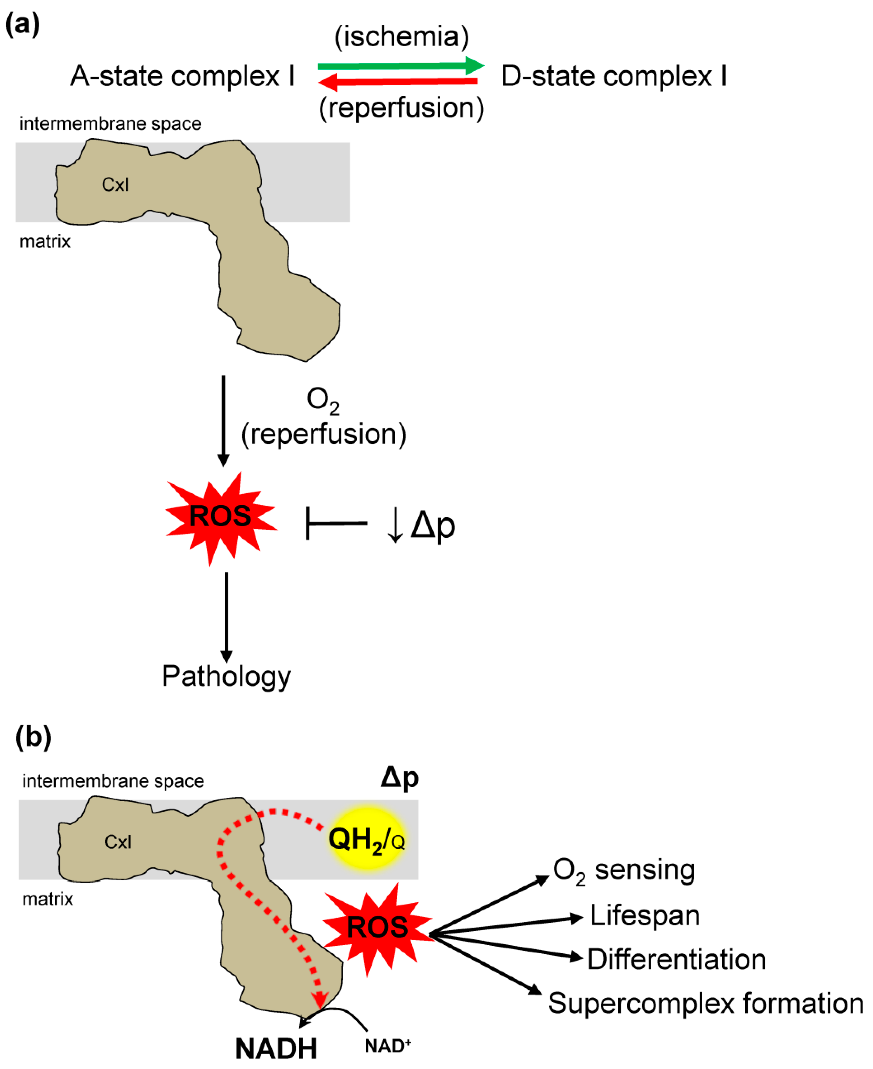 Antioxidants 08 00285 g004