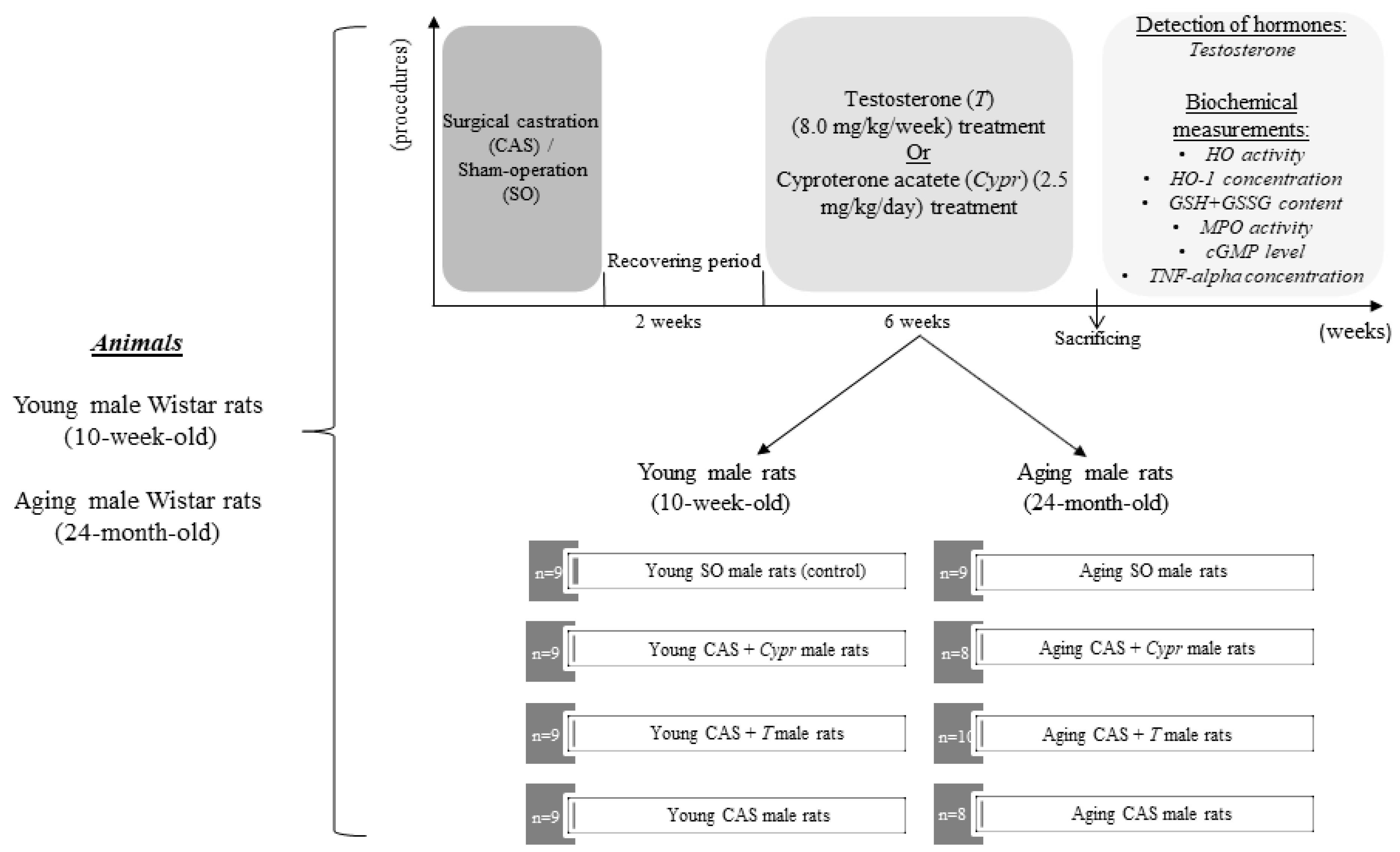 Antioxidants Free FullText Spotlight on a New Heme Oxygenase