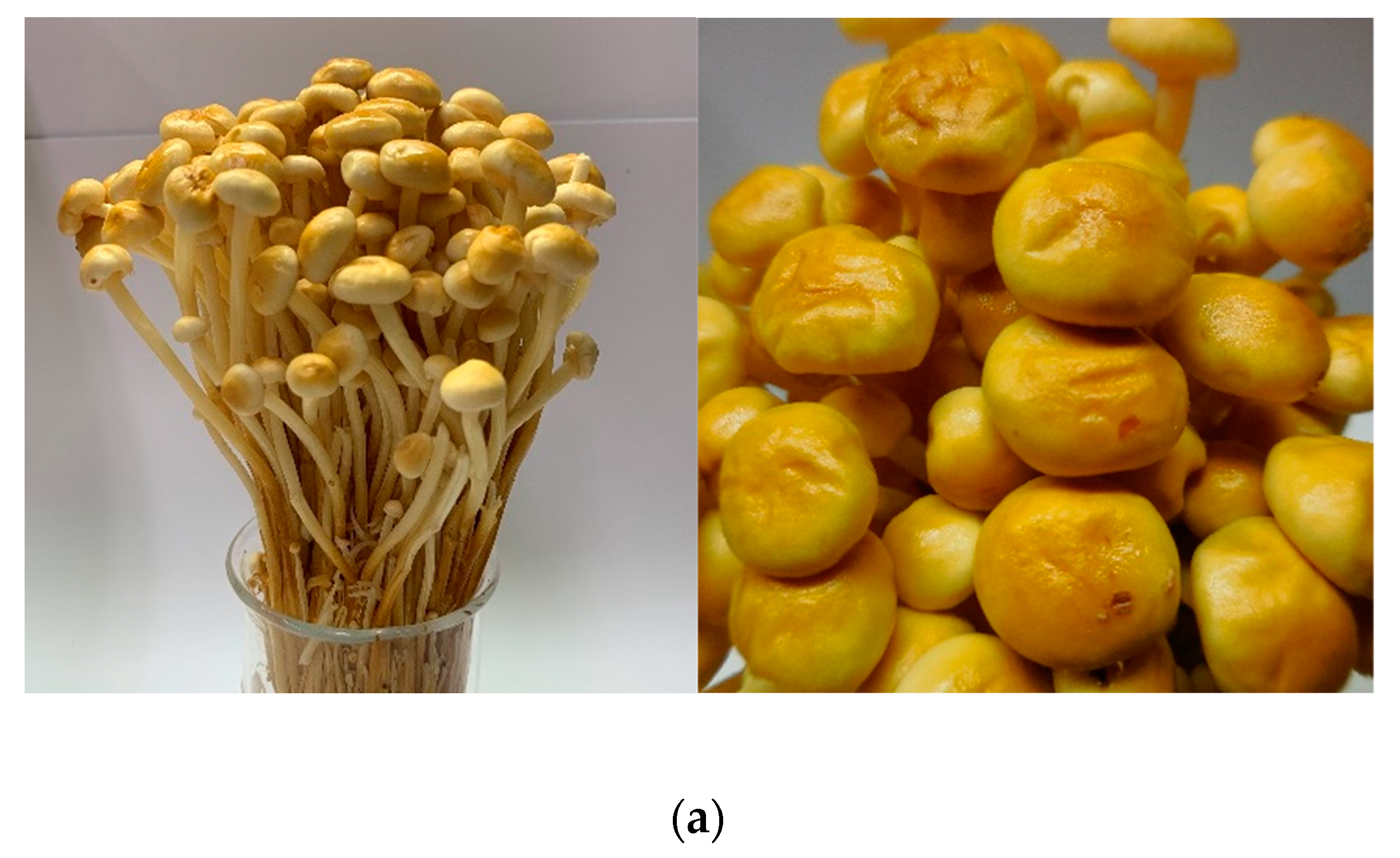 Antioxidants 08 00298 g001a Antioxidants 08 00298 g001a