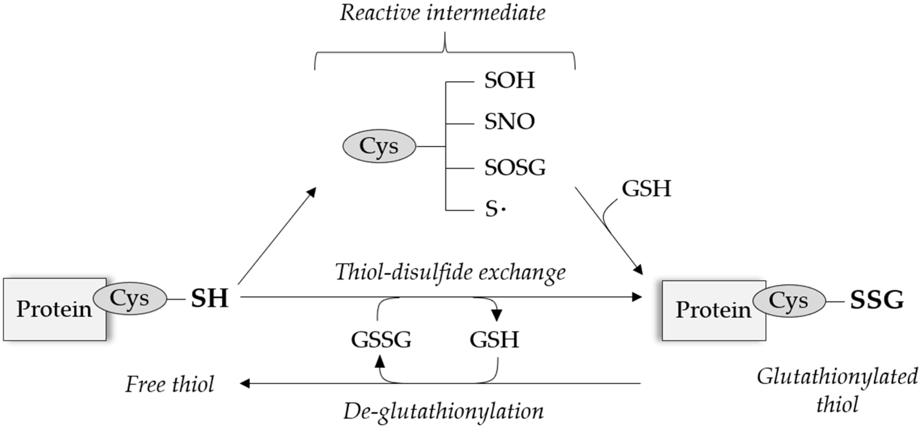 Antioxidants Free Full Text Cysteine Glutathionylation Acts As A Redox Switch In Endothelial Cells Html
