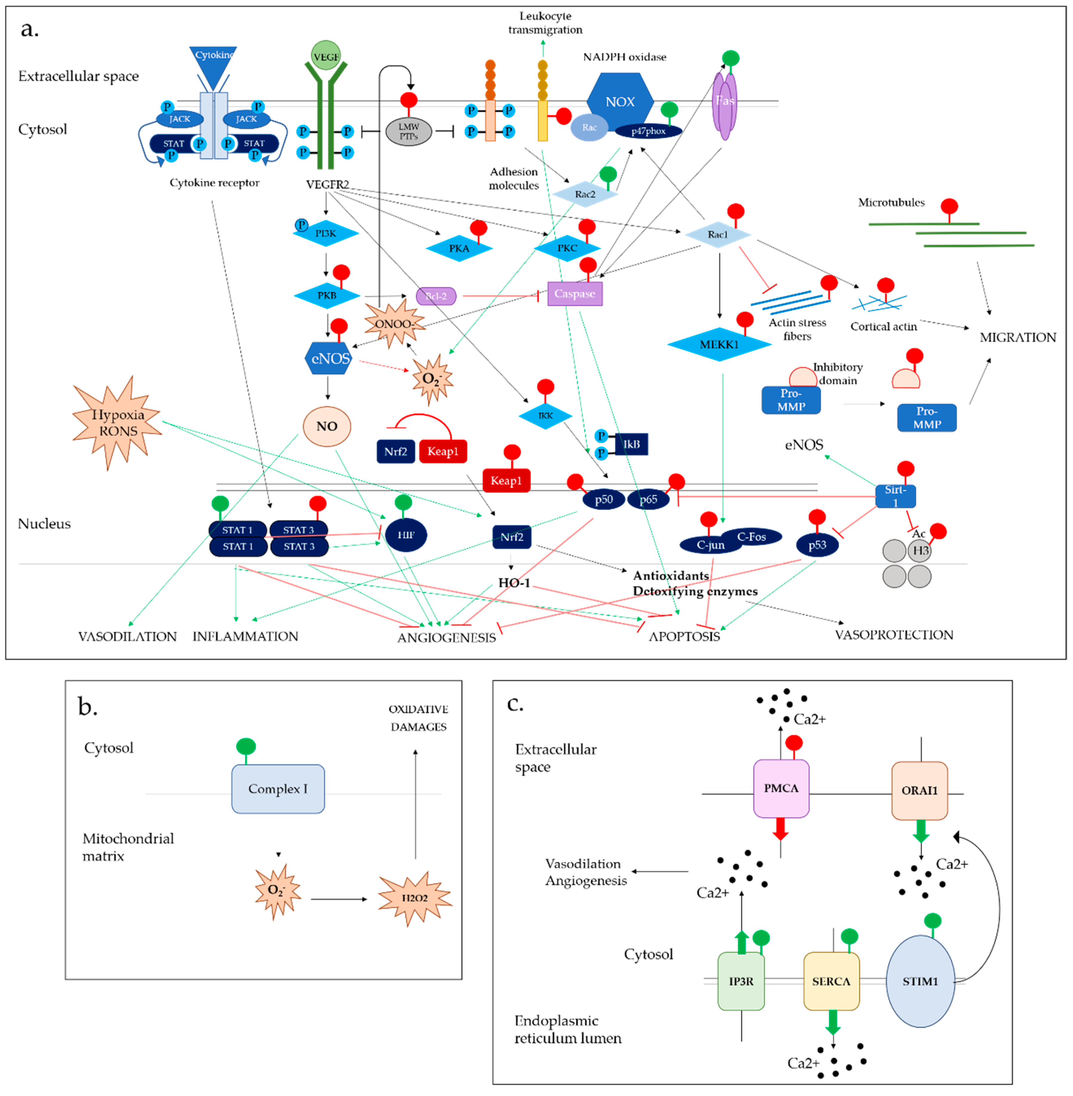 Antioxidants Free Full Text Cysteine Glutathionylation Acts As A Redox Switch In Endothelial Cells Html