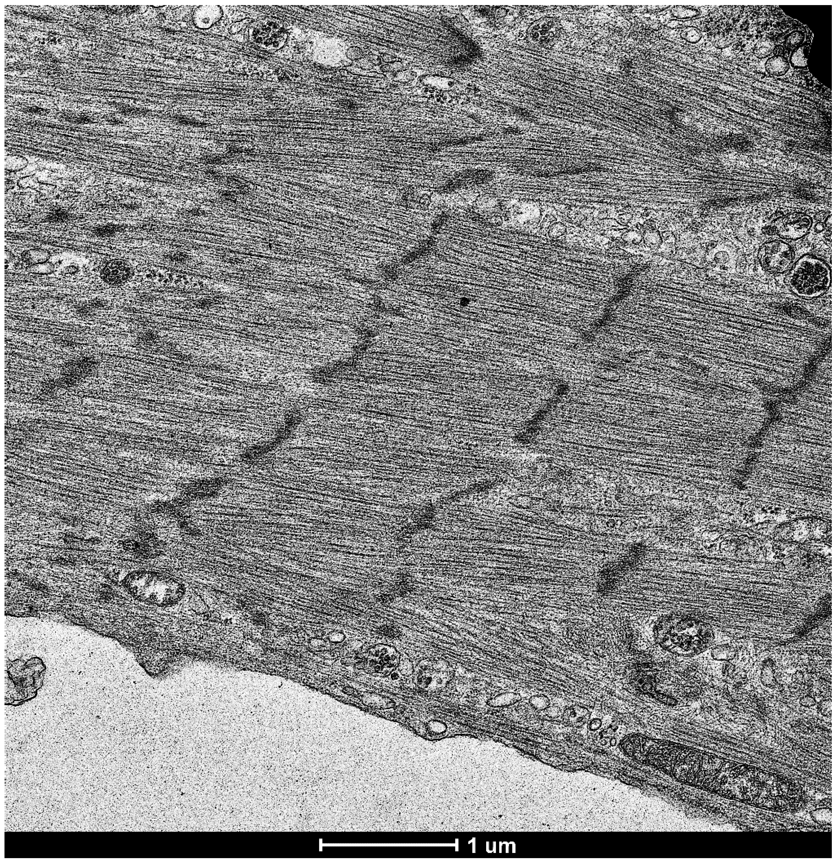 Antioxidants 08 00323 g002