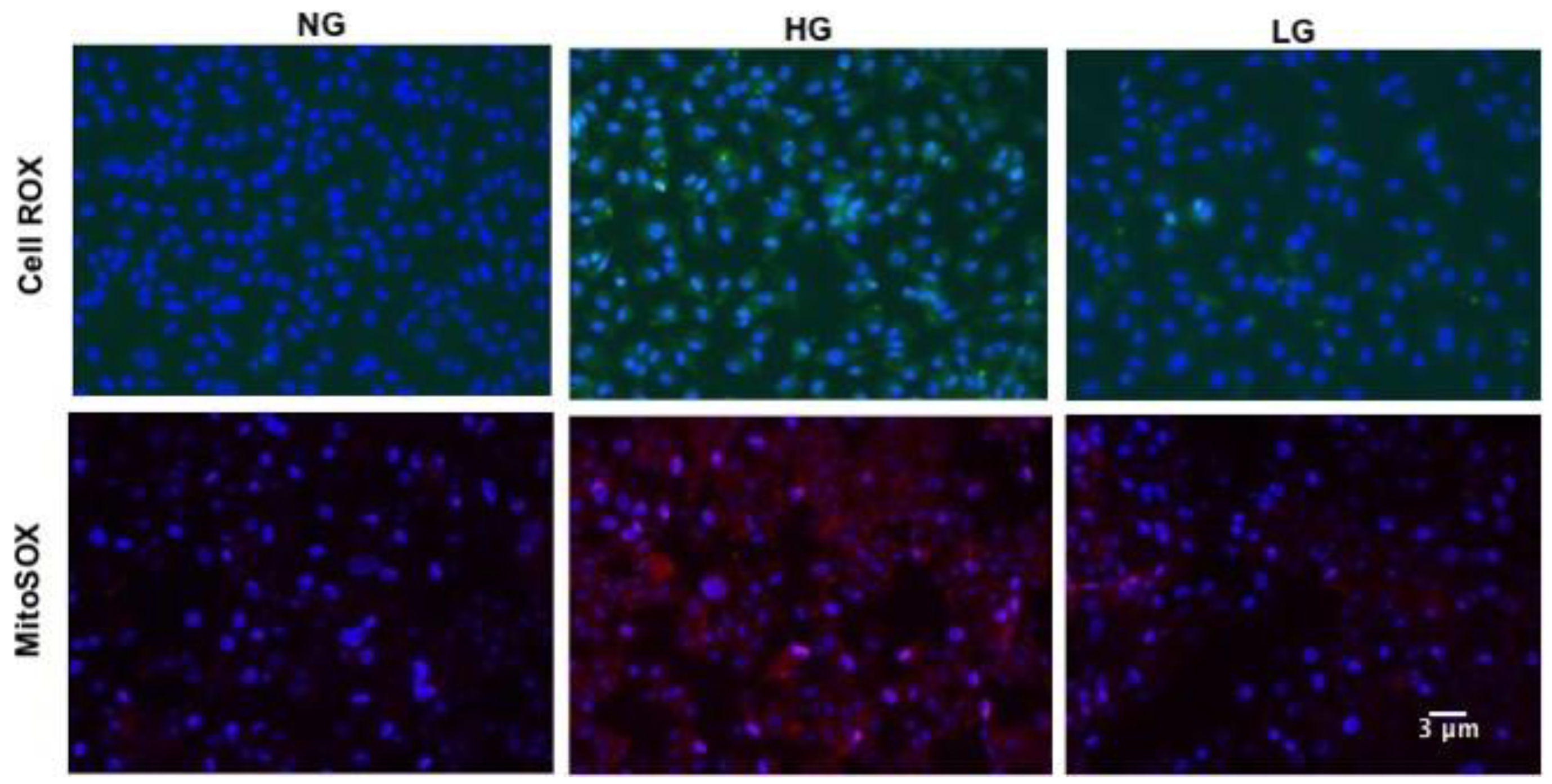 Antioxidants 08 00328 g002