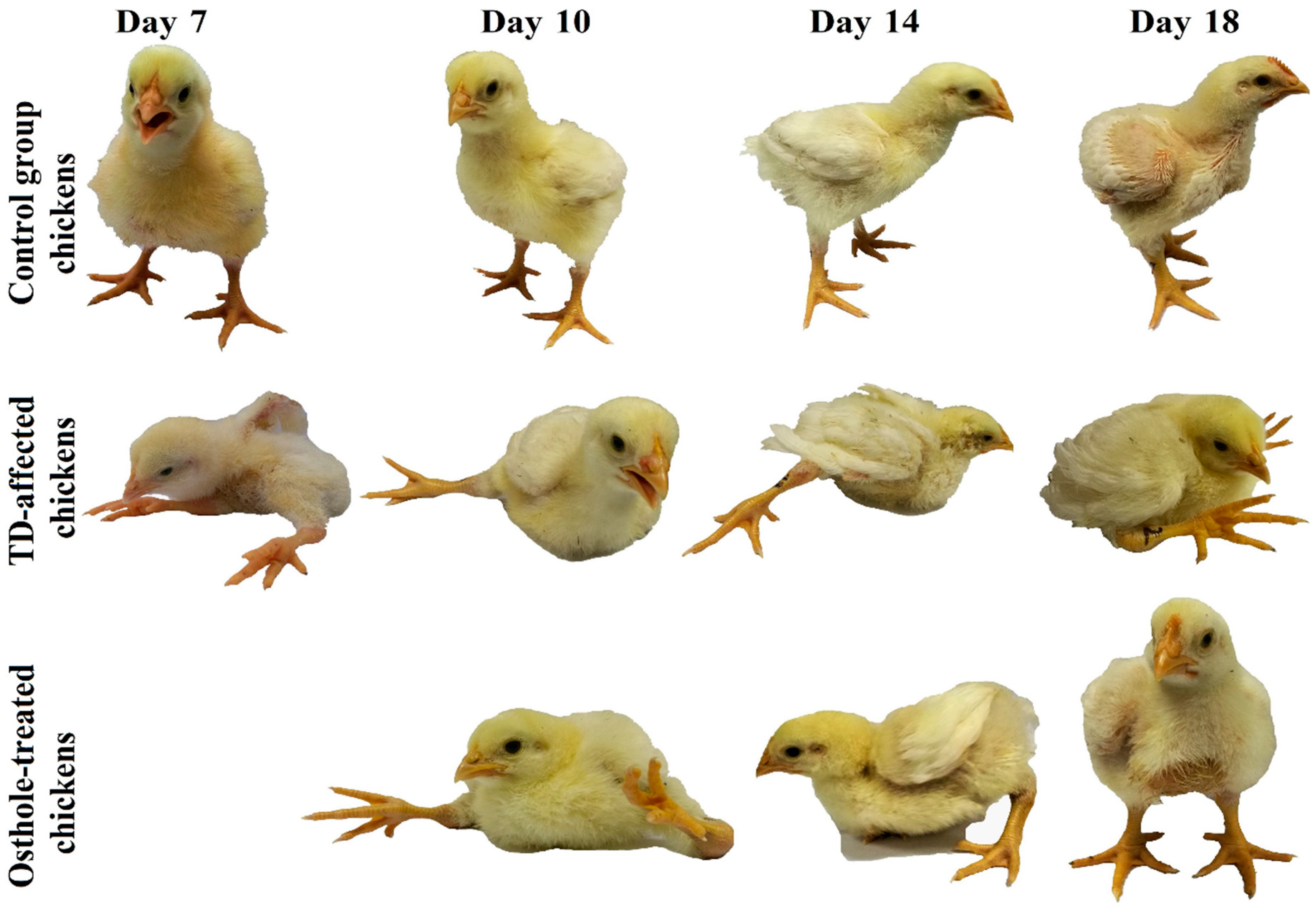 Antioxidants 08 00330 g003 Antioxidants 08 00330 g003