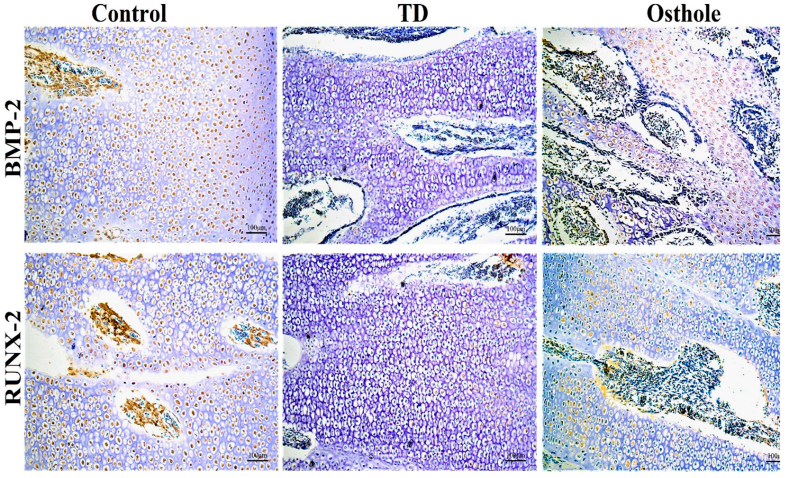 Antioxidants 08 00330 g010 Antioxidants 08 00330 g010