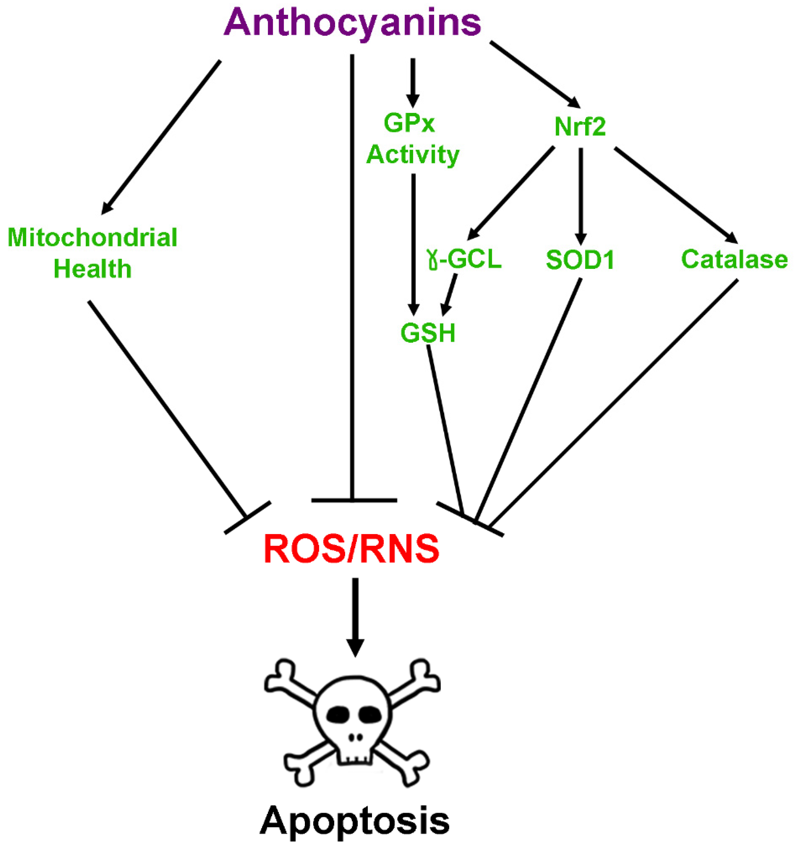 Antioxidants 08 00333 g003
